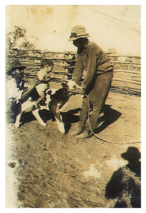 an old photo of Banjo Morton feeding a calf while a toddler is sitting on it's back and an adult is holding the toddler.