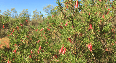 a photo of an Alyawarran bush plants used for medicine