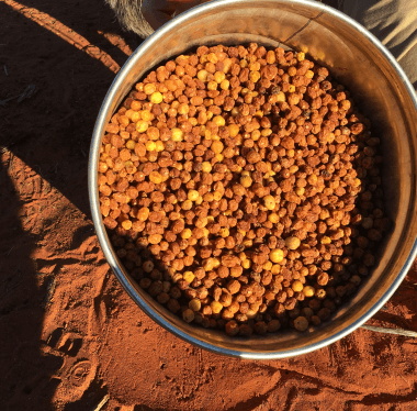 a photo of an Alyawarran bush seeds