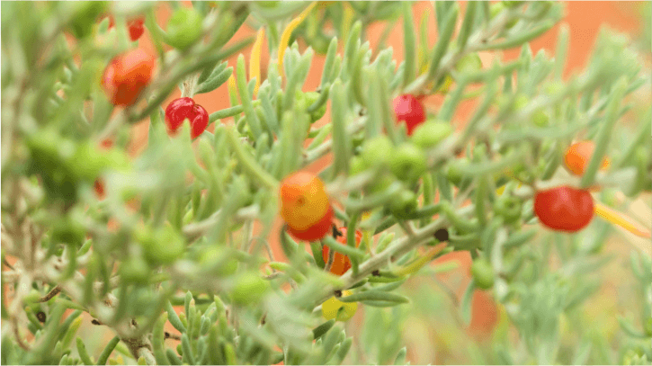 A photo of a Bush tomato