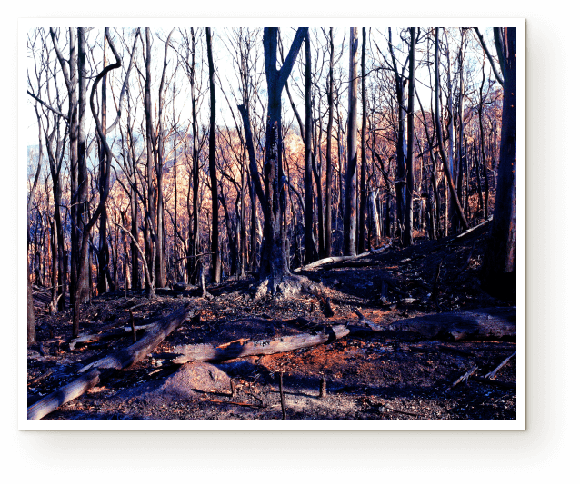 Victorian Black Saturday Bushfires