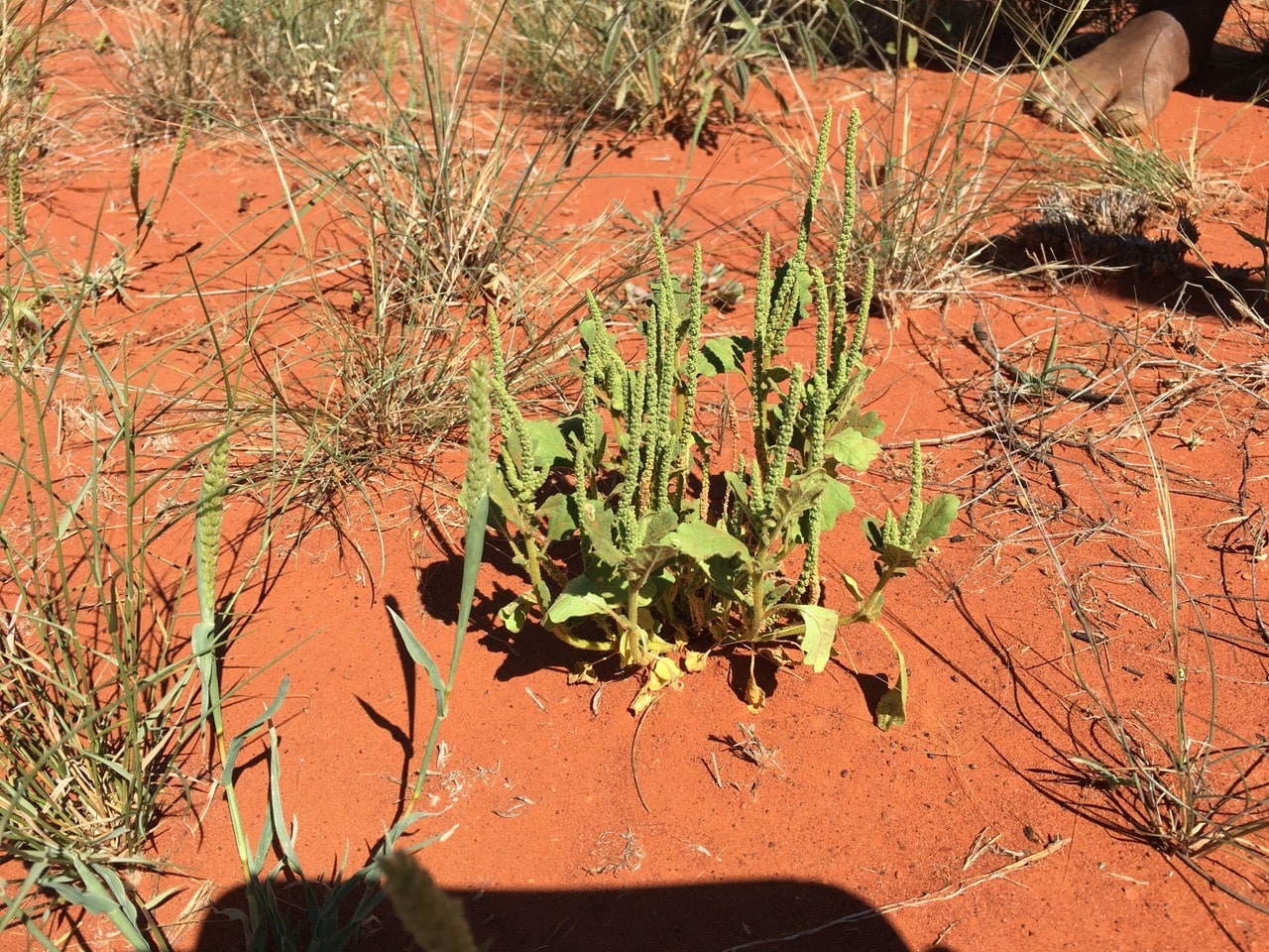 a photo of an Alyawarran bush plants used for medicine
