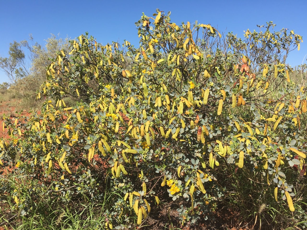 a photo of an Alyawarran bush plants
